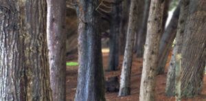 Internet Marketing Forest