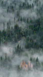 My Internet Scout Services vertical background