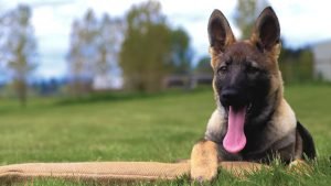 KraftwerkK9 german sheperd training