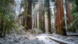Redwood forest floor in winter
