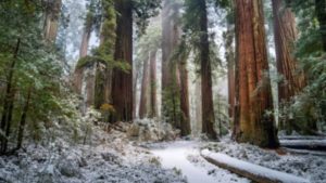 winter forest
